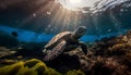 sea turtle swimming in the sea, Little sea Tortoise swim in the ocean floor