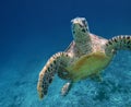 Sea Turtle swimming in Seychelles sea