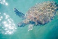 Sea turtle swimming