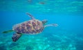 Sea turtle swimming under sea surface. Green turtle underwater photo. Tropical seashore wildlife. Wild marine tortoise Royalty Free Stock Photo