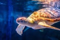 Sea turtle swimming in underwater background. Tortoise in sea background.