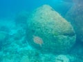 Sea turtle swimming underwater in the sea at Similan Marine National park Royalty Free Stock Photo