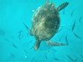 Sea turtle swimming underwater surrounded by a school of fish