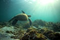 Sea turtle swimming underwater