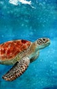 A sea turtle swimming in the vivid turquoise sea