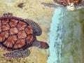 Sea Turtle in Cayman Turtle Centre Royalty Free Stock Photo