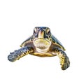 Sea turtle is swimming on white background, isolated, front view Royalty Free Stock Photo