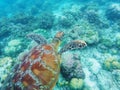 Sea turtle swims above corals on seabottom. White coral sand and coral reef.