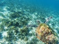 Sea turtle swims above sea bottom. Tropical seashore underwater photo. Royalty Free Stock Photo