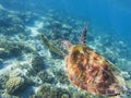 Sea turtle swims above sea bottom. Tropical seashore underwater photo. Royalty Free Stock Photo