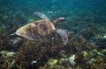 Sea turtle swims above seaweed. Tropical island seashore nature Royalty Free Stock Photo