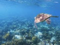 Sea turtle swims in blue water. Coral reef animal underwater photo Royalty Free Stock Photo