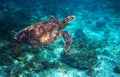 Sea turtle swims over sea bottom. Tropical island seashore nature. Royalty Free Stock Photo