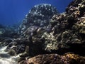 Sea Turtle Swims Past Lush Coral Reef Underwater in Blue Sea Royalty Free Stock Photo