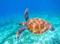 Sea turtle swims in sea water. Big green sea turtle closeup. Wildlife of tropical coral reef.