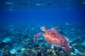 Sea turtle swims in sea water. Green sea turtle closeup. Wildlife of tropical coral reef. Royalty Free Stock Photo