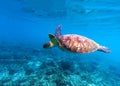 Sea turtle swims in sea water. Olive green sea turtle closeup. Life of tropical coral reef. Royalty Free Stock Photo