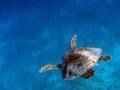 Sea Turtle swims in the transparent ocean water