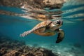 Sea turtle swims under clear water Royalty Free Stock Photo