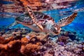 Sea turtle swims under water on the background of coral reefs Royalty Free Stock Photo