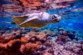 Sea turtle swims under water on the background of coral reefs Royalty Free Stock Photo