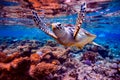 Sea turtle swims under water on the background of coral reefs