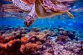 Sea turtle swims under water on the background of coral reefs Royalty Free Stock Photo