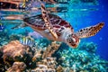 Sea turtle swims under water on the background of coral reefs Royalty Free Stock Photo