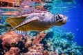 Sea turtle swims under water on the background of coral reefs Royalty Free Stock Photo