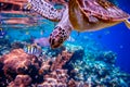 Sea turtle swims under water on the background of coral reefs Royalty Free Stock Photo