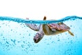 Sea turtle swims under water isolated on white Royalty Free Stock Photo