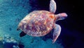 Sea turtle swims under water with small tropical fishes on background of coral reefs. Hawksbill sea turtle at Thailand Royalty Free Stock Photo