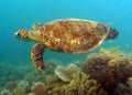 Sea Turtle Royalty Free Stock Photo