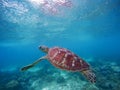 Sea turtle swims up to take breath on sea water surface. Snorkeling in shallow water of tropical lagoon. Royalty Free Stock Photo