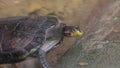 Sea turtle swims in sea water Royalty Free Stock Photo