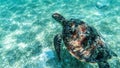 Sea turtle swims in sea water, Olive green sea turtle closeup. Wildlife of tropical coral reef, Aquatic animal underwater photo Royalty Free Stock Photo