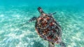 Sea turtle swims in sea water, Olive green sea turtle closeup. Wildlife of tropical coral reef, Aquatic animal underwater photo Royalty Free Stock Photo