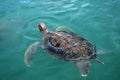 Sea turtle swims in sea water. Royalty Free Stock Photo