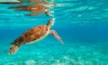 Sea Turtle Taking A Breath Of Fresh Air
