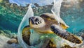 Sea turtle tangled in plastic. Environmental damage.