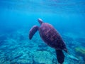 Sea turtle or tortoise underwater image of active holiday with text place Royalty Free Stock Photo