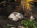 Sea turtle in Tortuguero National Park, Costa Rica Royalty Free Stock Photo