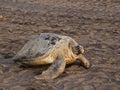 Sea turtle in Tortuguero National Park, Costa Rica Royalty Free Stock Photo