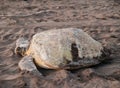 Sea turtle in Tortuguero National Park, Costa Rica Royalty Free Stock Photo