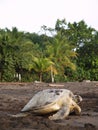 Sea turtle in Tortuguero National Park, Costa Rica Royalty Free Stock Photo
