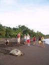 Sea turtle in Tortuguero National Park, Costa Rica Royalty Free Stock Photo