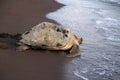 Sea turtle in Tortuguero National Park, Costa Rica Royalty Free Stock Photo