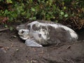 Sea turtle in Tortuguero National Park, Costa Rica Royalty Free Stock Photo