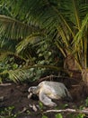 Sea turtle in Tortuguero National Park, Costa Rica Royalty Free Stock Photo