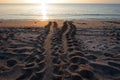 Sea Turtle tracks on beach at Blowing Rocks Preserve on Jupiter Island, Florida.